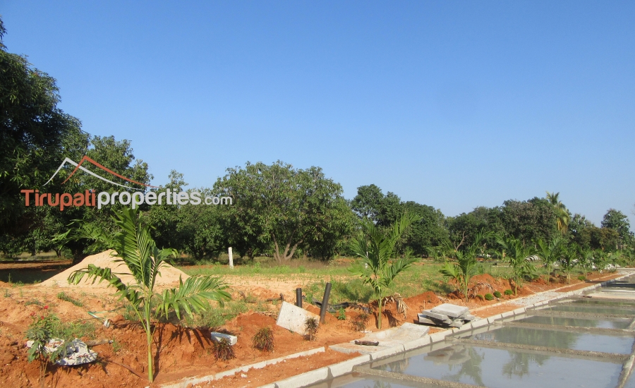 East and West Facing Plots for Sale Before Vidyanikethan College, Tirupati
